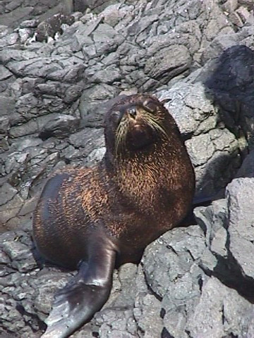 Fur Seal